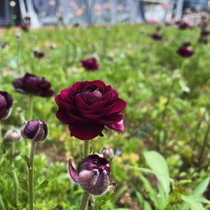 Ranunculus Pots (Pack/4 plants)