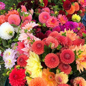 Grower's Favourite Dahlia Mix (pack 5)