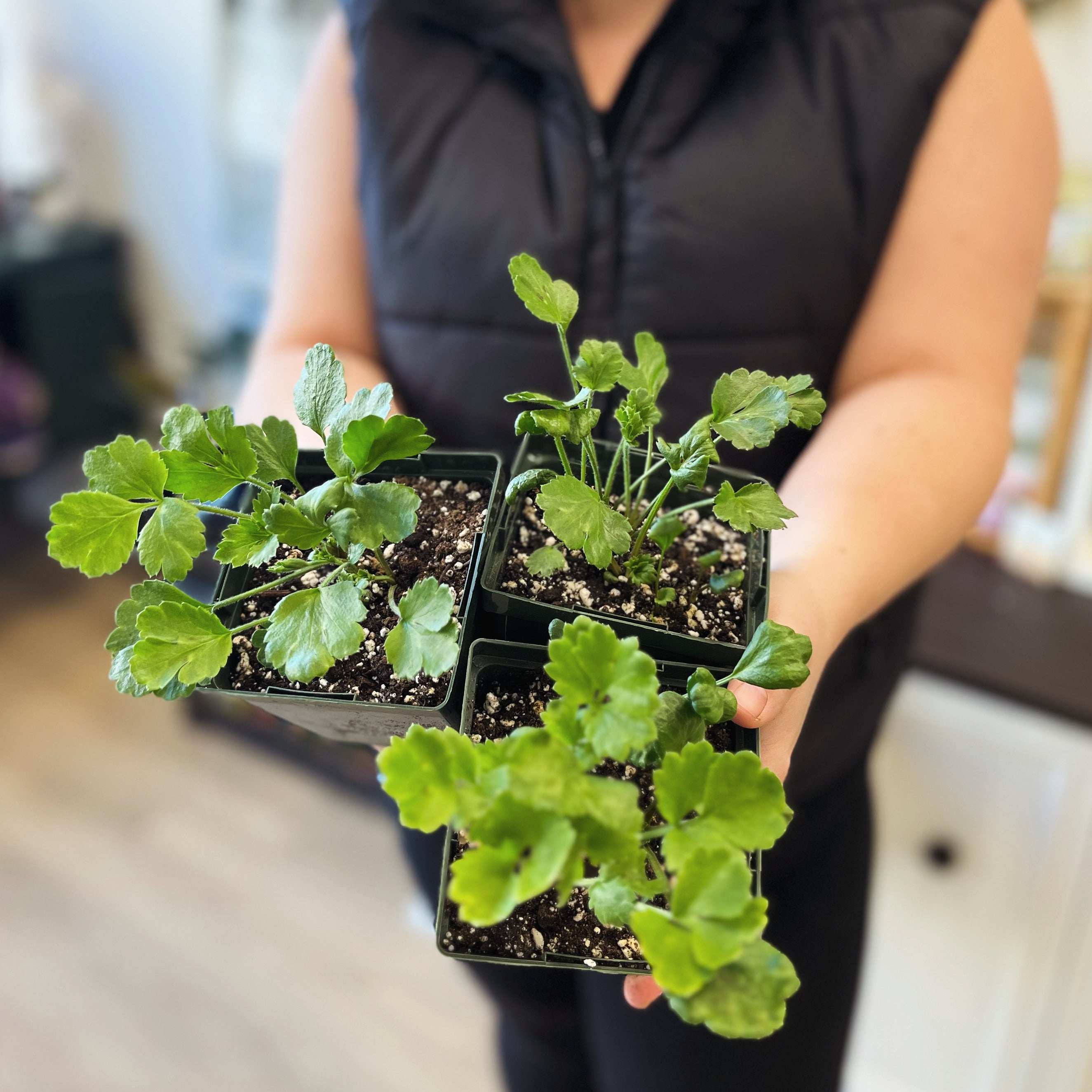 Ranunculus Pots (Pack/4 plants)