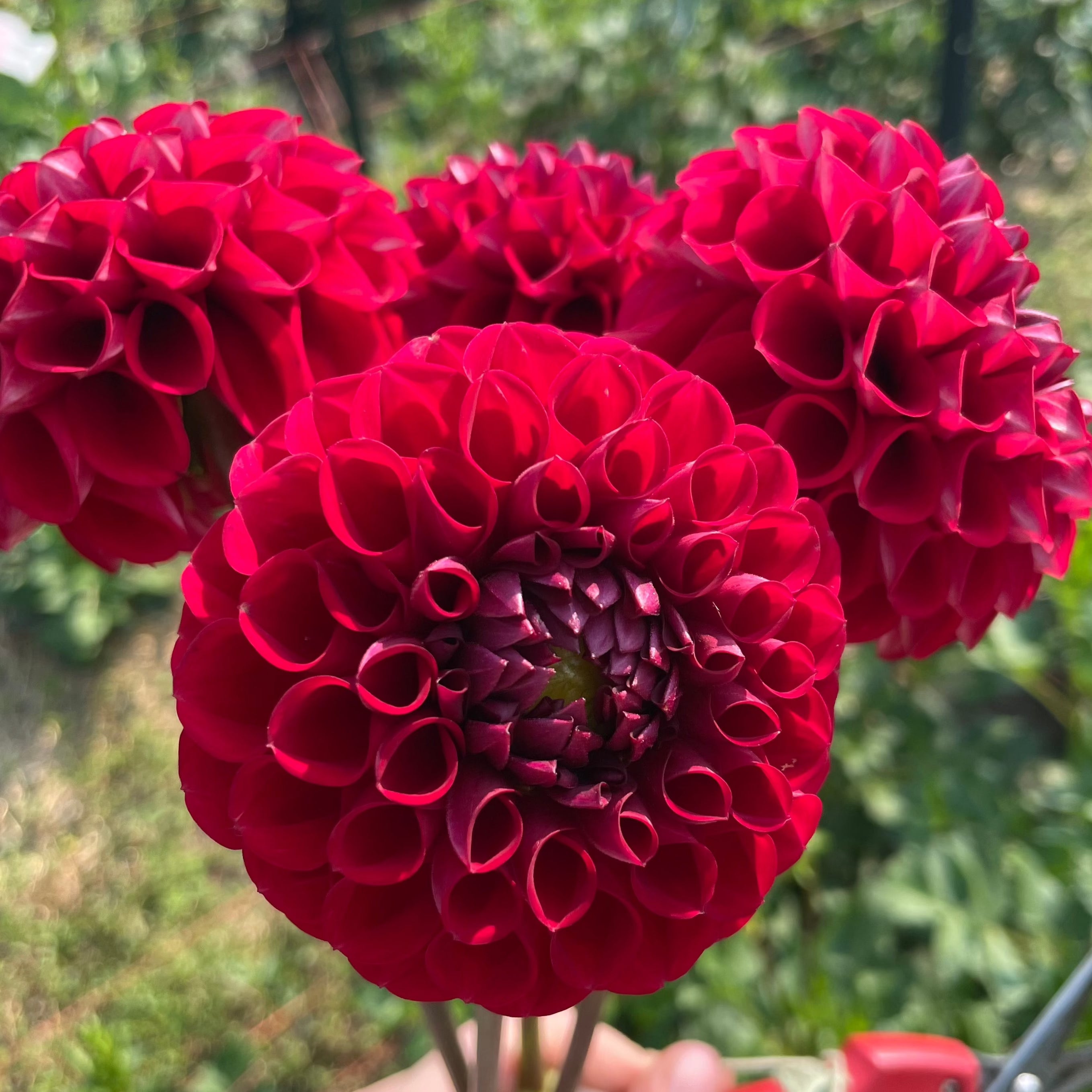 Dahlia: Cornel (Red)