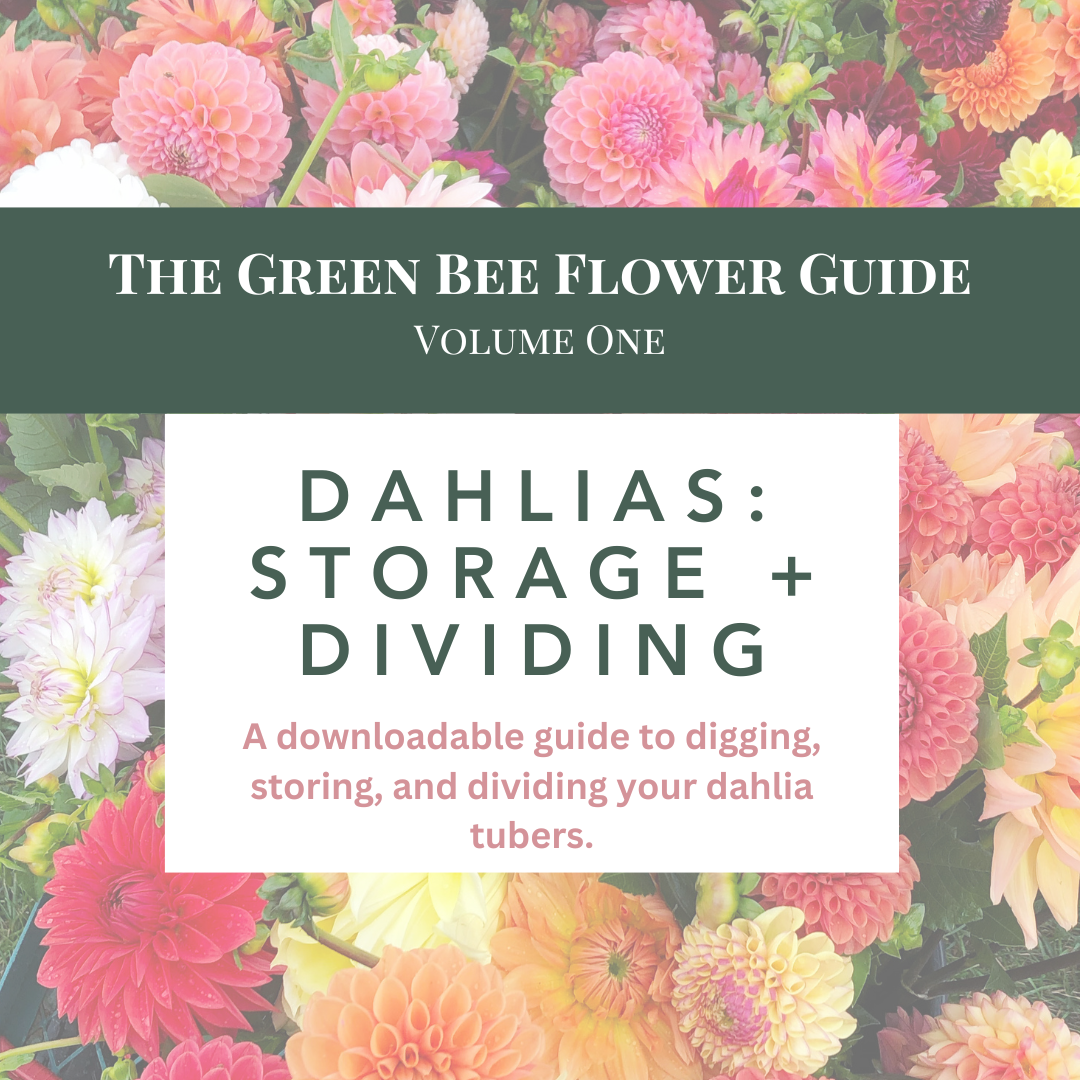 Dahlias: Storage + Dividing (e-guide)