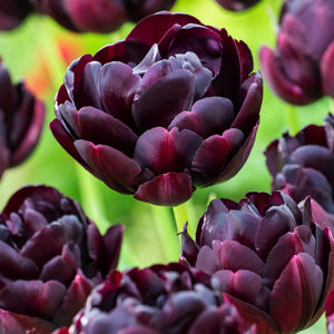 Tulip Double Black Hero