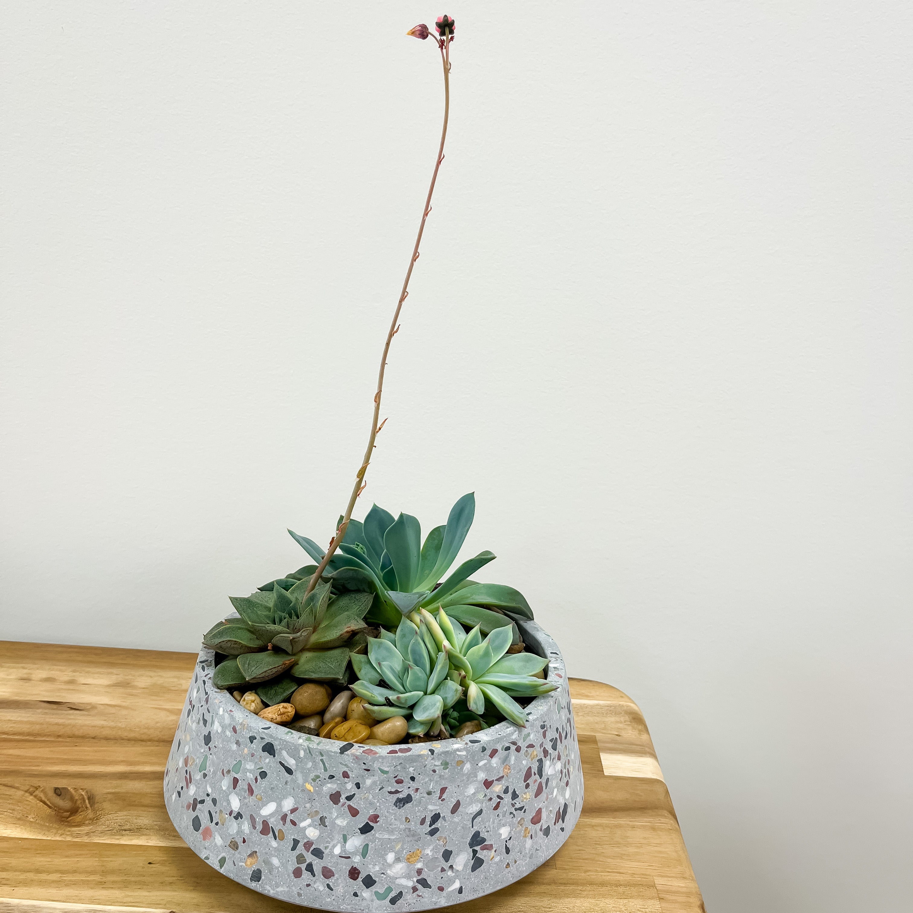 Succulent Planter