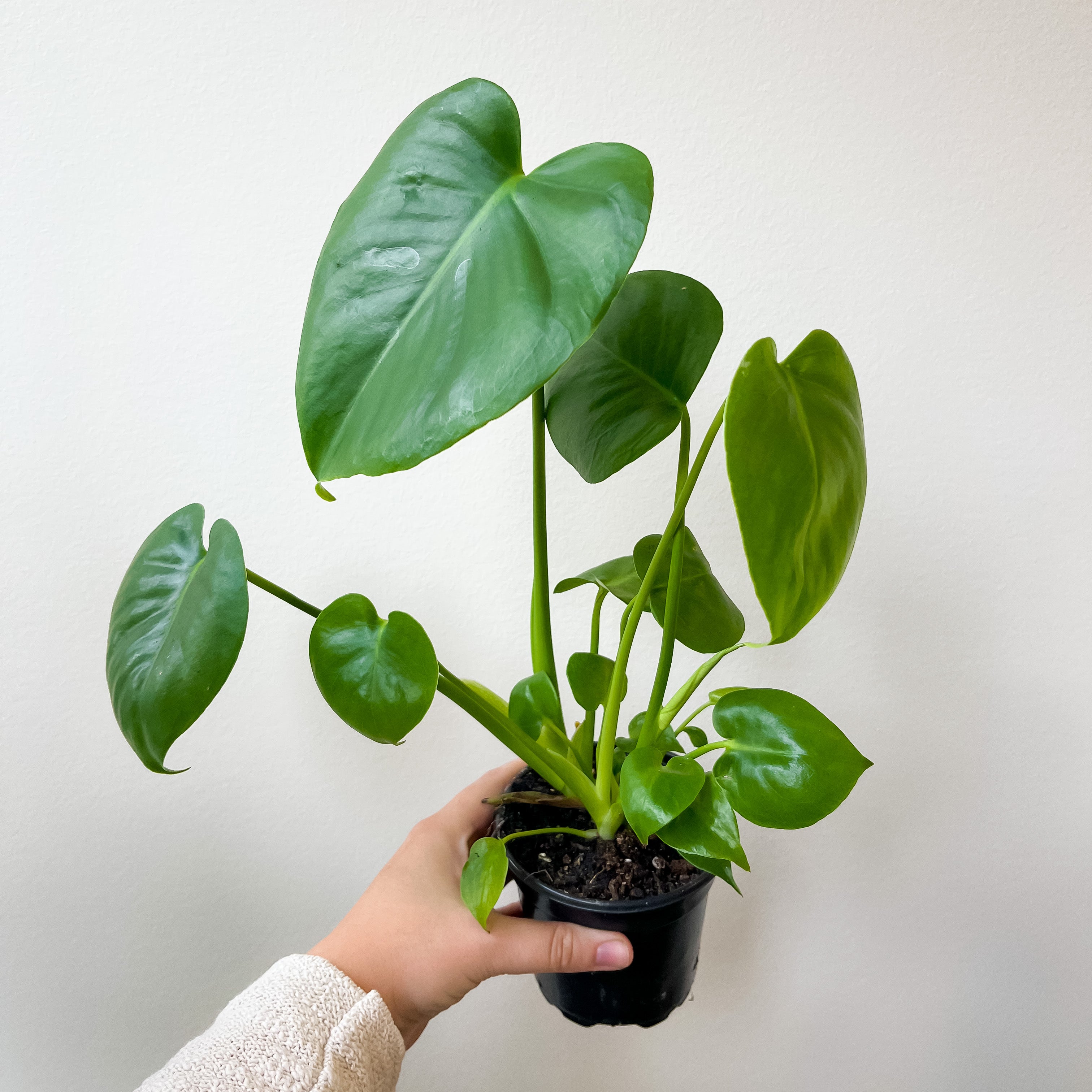 Philodendron Monstera (4")