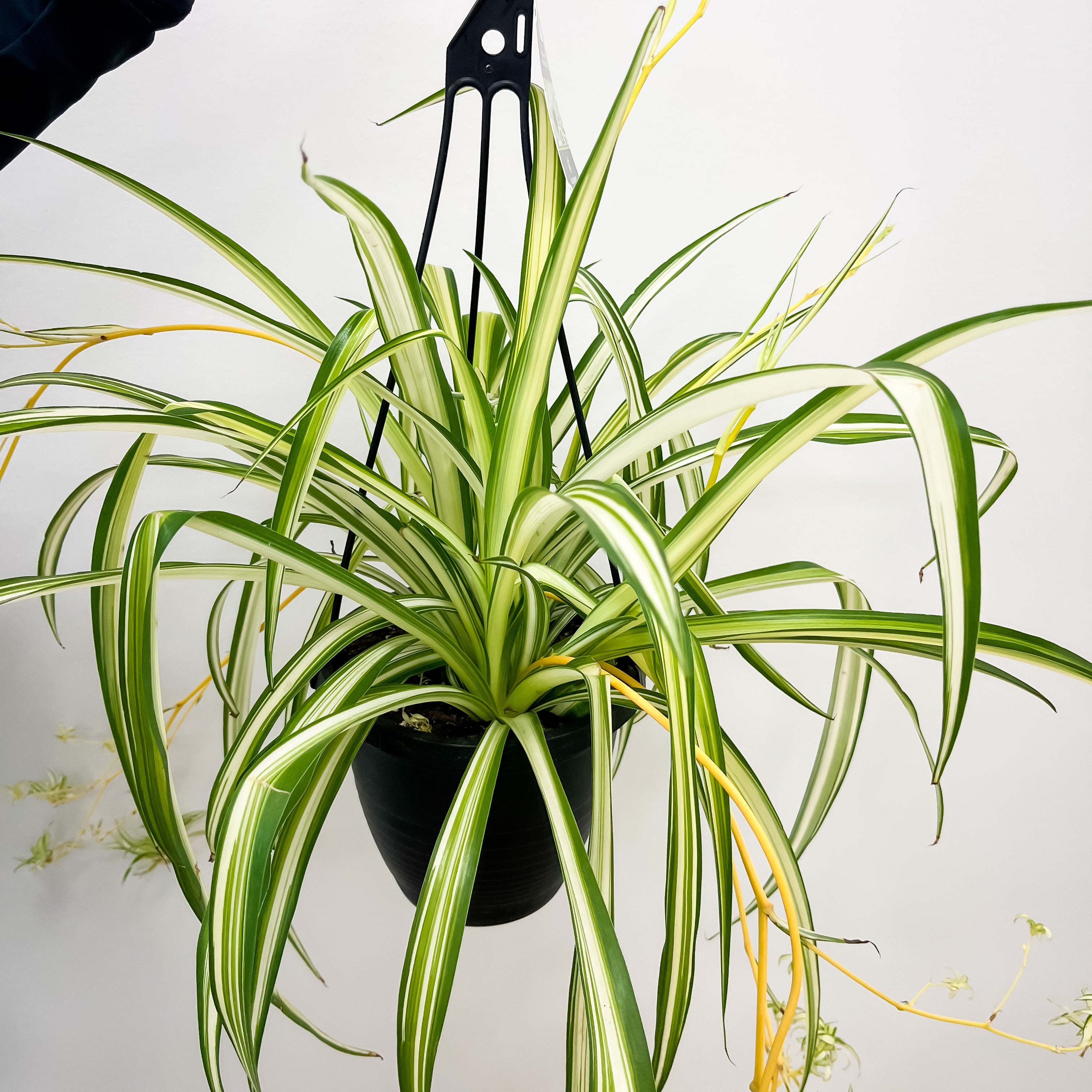 Spider Plant - 6.5" hanging pot