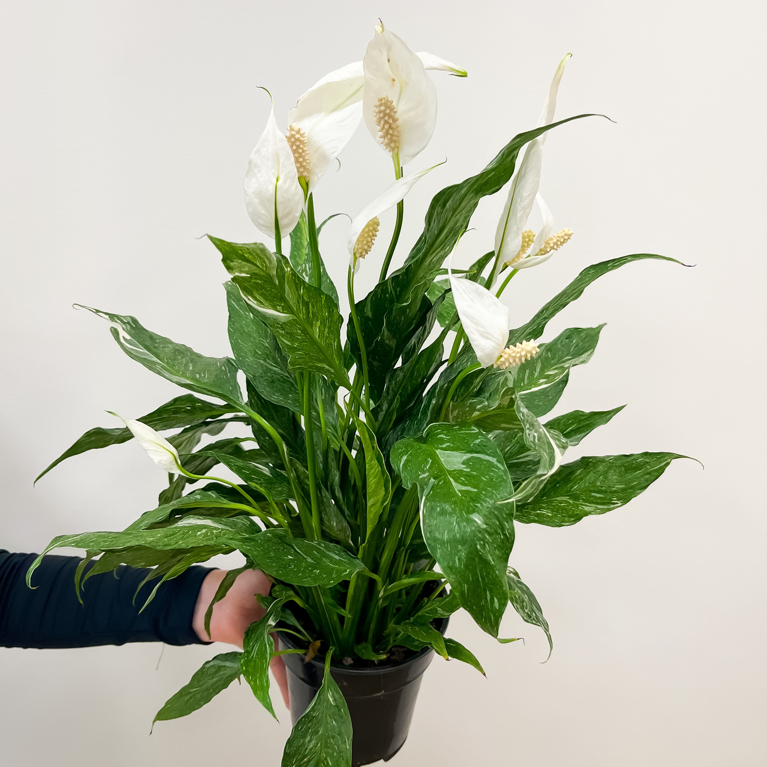 Peace Lily (Spathiphyllum) - 6"