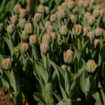 Load image into Gallery viewer, 2027 Spring Flower Subscription
