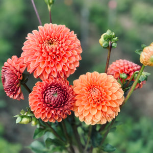Summer 2026 Farm to Vase Flower Subscription