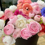 Load image into Gallery viewer, Ranunculus Pots (Pack/4 plants)
