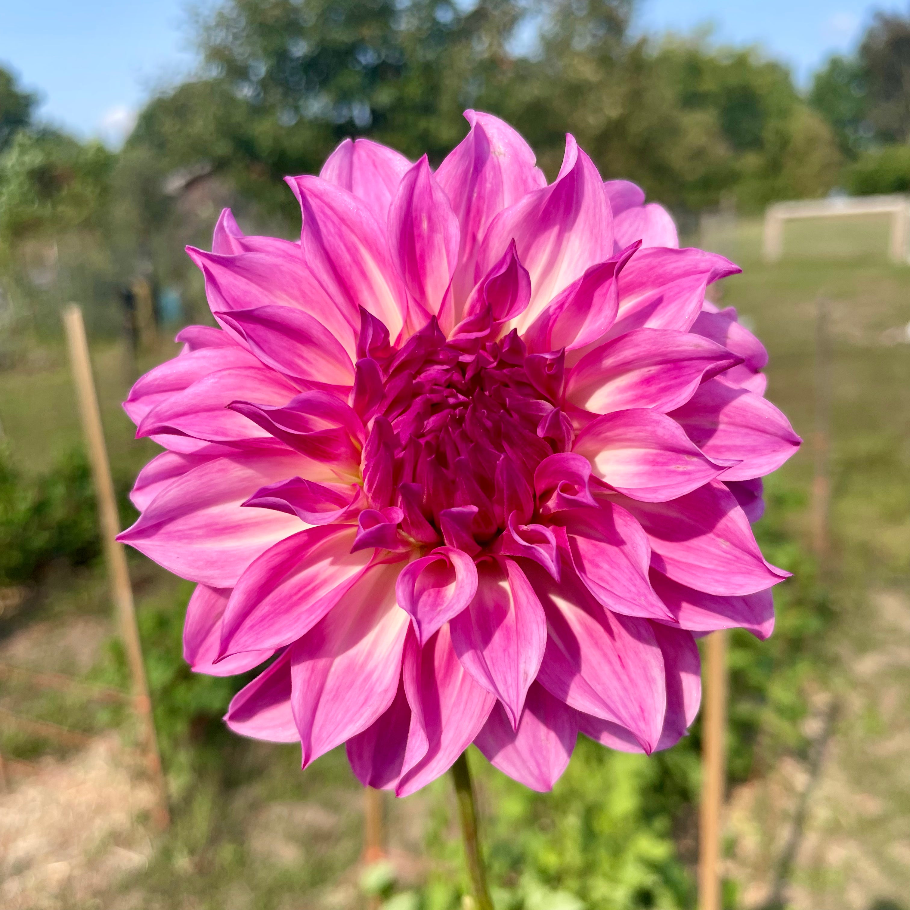 Dahlia: Colorado Classic