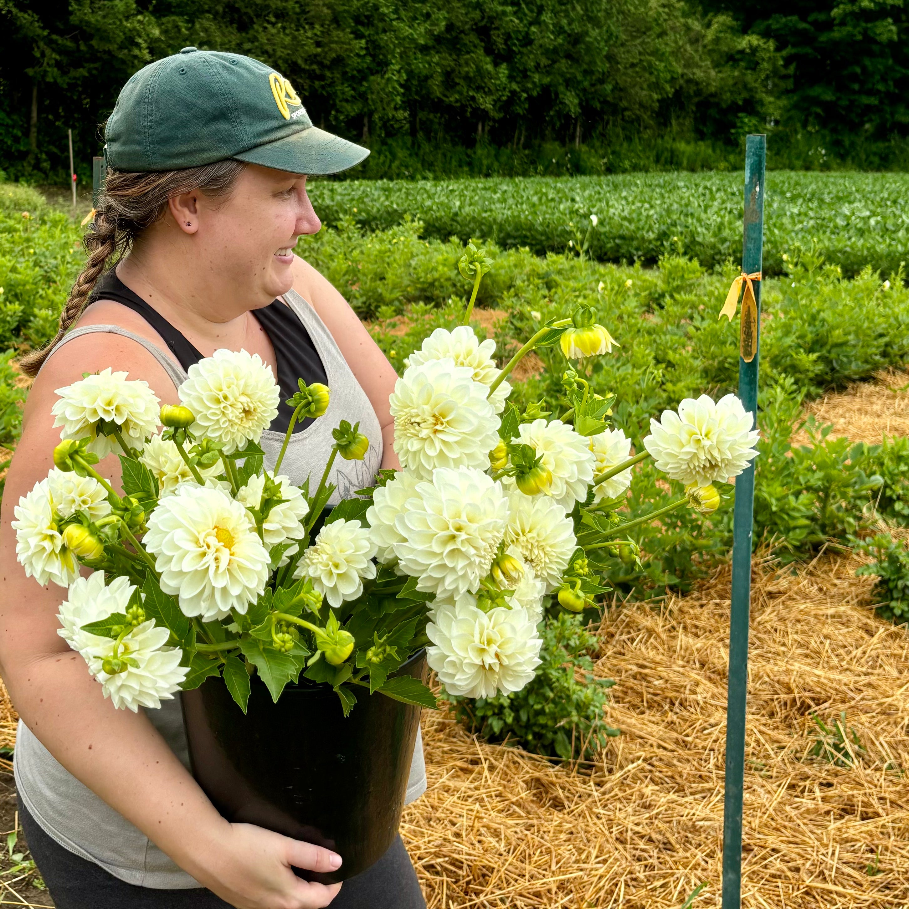 Dahlia: Boom Boom White