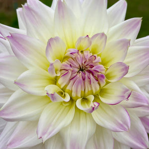 Dahlia: Clearview Debbie