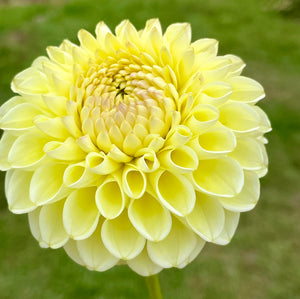 Dahlia: Ferncliff Bliss