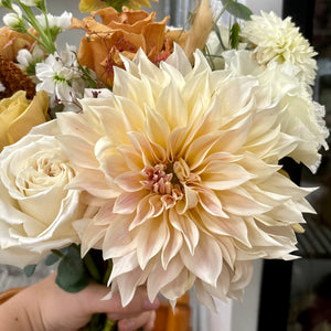 Dahlia: Cafe au Lait